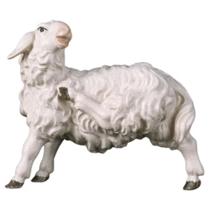 Oveja rascandose (Belen Casales)